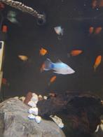 Platy mickey mouse locatie maastricht, Dieren en Toebehoren