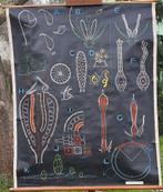 Schoolkaart Voortplanting v/h bladmos, Ophalen of Verzenden, Natuur en Biologie