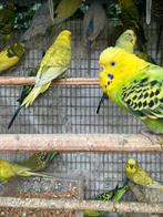 GEEL/GROENE GRASPARKIETJES VANAF 15 EURO/KOPPEL, Dieren en Toebehoren, Meerdere dieren, Parkiet
