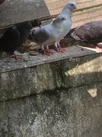 Vanaf 15€  te boven, Dieren en Toebehoren, Tortelduif