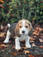 Leuke,speelse Beagle pupjes,bij ons geboren, Dieren en Toebehoren, België, Beagle, CDV (hondenziekte), 8 tot 15 weken