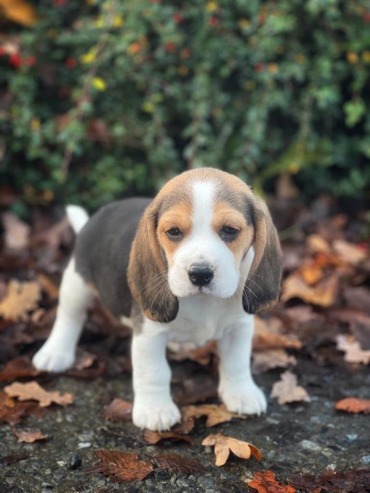 Leuke,speelse Beagle pupjes,bij ons geboren, Dieren en Toebehoren, Honden | Beagles, Bassets en Lopende honden, Meerdere dieren