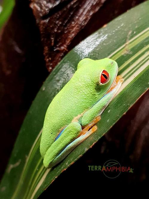 Grenouilles lémuriennes aux yeux rouges (Agalychnis callidry, Animaux & Accessoires, Reptiles & Amphibiens, Amphibien, 0 à 2 ans