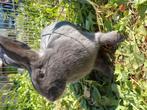 Jonge voedster, Dieren en Toebehoren, Konijnen, Vrouwelijk, Middelgroot, 0 tot 2 jaar