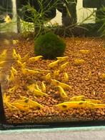 Yellow sakura/ citroengarnalen neocardina yellow sakura, Kreeft, Krab of Garnaal, Zoetwatervis