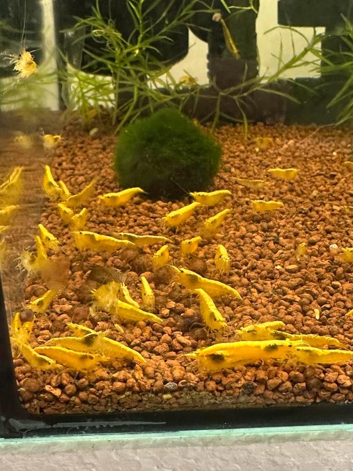 Yellow sakura/ citroengarnalen neocardina yellow sakura, Dieren en Toebehoren, Vissen | Aquariumvissen, Zoetwatervis, Kreeft, Krab of Garnaal