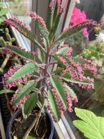 Kalanchoe pink butterfly 15 stekjes voor 0,50€, Ophalen