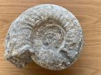 Ammonite fossile, Collections, Minéraux & Fossiles, Fossile, Enlèvement ou Envoi