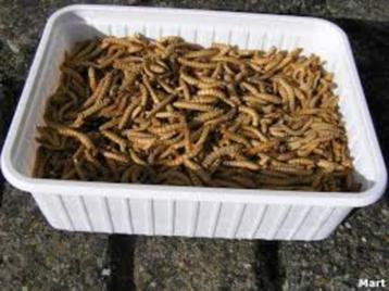 diepvries meelwormen , pinkies en buffeloos beschikbaar voor biedingen