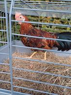 Haantjes leghorn porselein, Dieren en Toebehoren, Pluimvee, Mannelijk, Kip