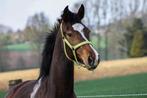 4 jarig merrie zoekt goede thuis, Dieren en Toebehoren, Paarden, Merrie, Z