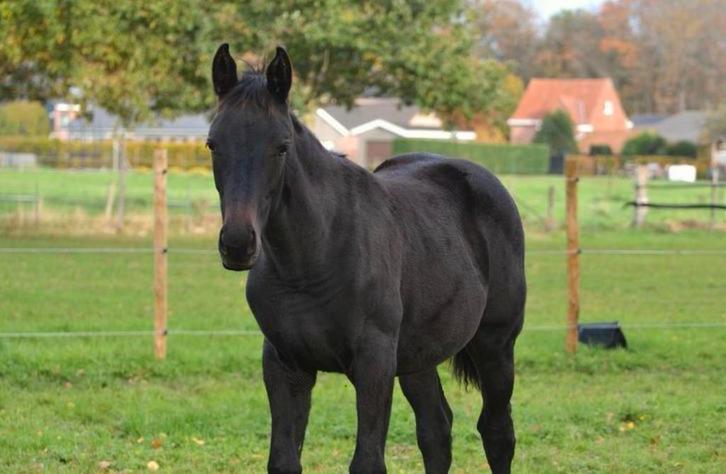 Zwart  dresseurveulen ( merrie), Dieren en Toebehoren, Paarden, Merrie, Niet van toepassing, 165 tot 170 cm, 0 tot 2 jaar, Dressuurpaard