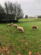 SCHAPEN, Dieren en Toebehoren, Maart, Vrouwelijk