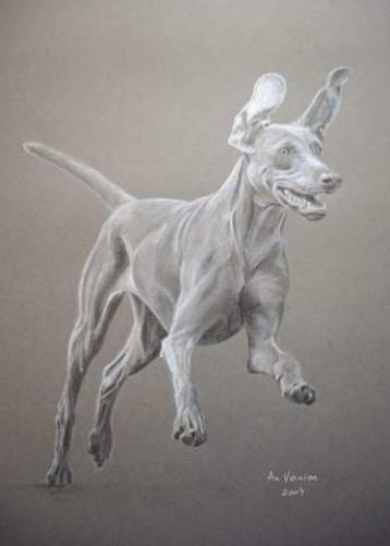 Tekening Weimaraner hond met kader beschikbaar voor biedingen