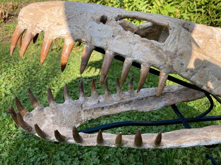 Fossielen Plesiosaurus schedel - Mosasaurus Era., Verzamelen, Mineralen en Fossielen, Fossiel, Ophalen