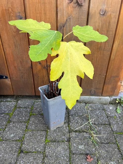 PLanten te koop Vijg Hibiscus Gojibes Hosta Daslook, Tuin en Terras, Planten | Tuinplanten, Ophalen of Verzenden