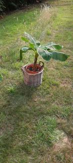 De mooiste bananeboom spotprijs ! Bananeplant, Ophalen