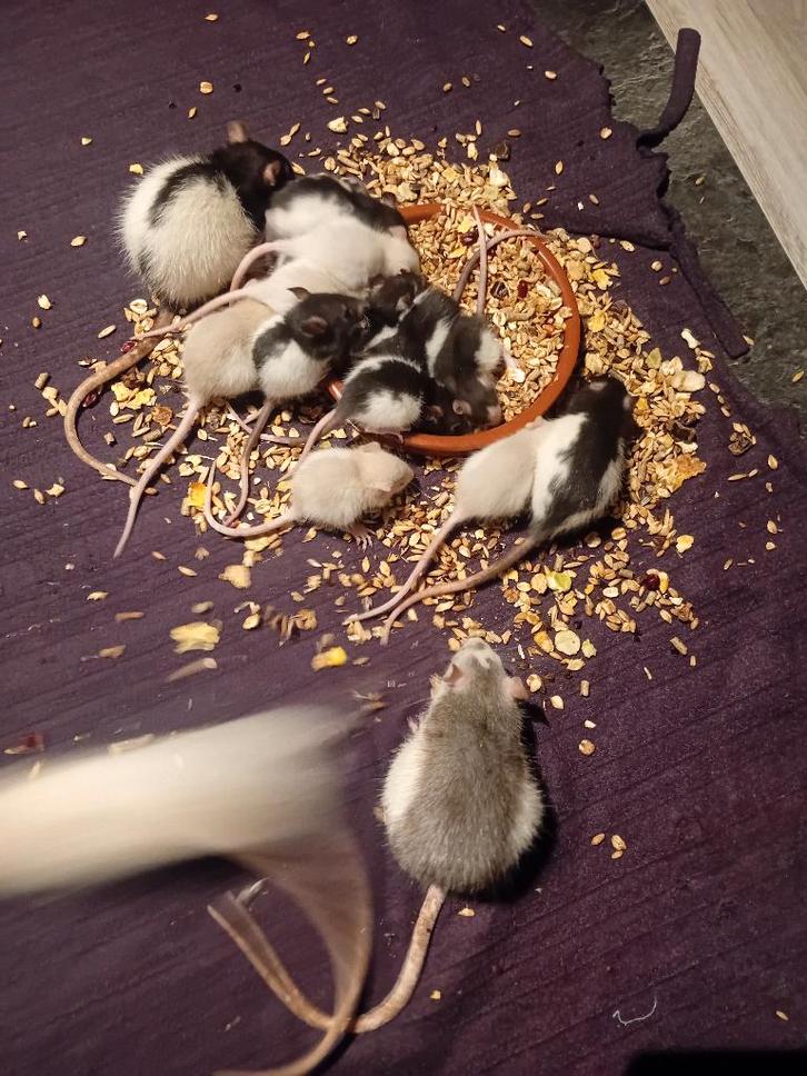 Handtamme ratjes, Animaux & Accessoires, Rongeurs, Plusieurs animaux, Rat, Janvier, Domestique