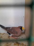 Maskeramadine man te ruil, Dieren en Toebehoren, Mannelijk, Tropenvogel