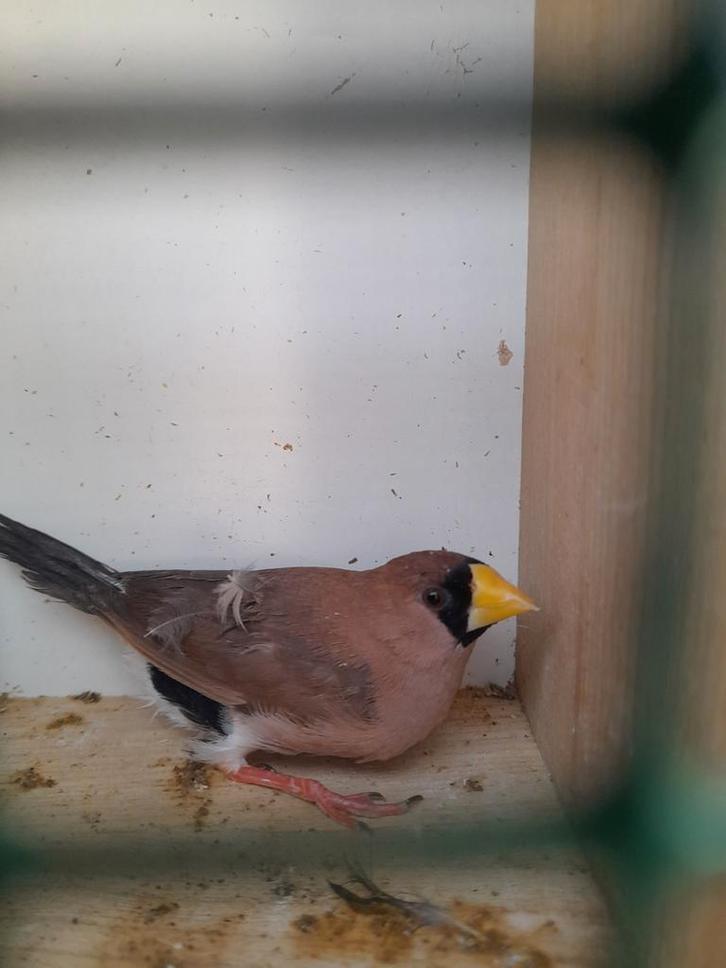 Maskeramadine man te ruil, Dieren en Toebehoren, Vogels | Overige Vogels, Tropenvogel, Mannelijk