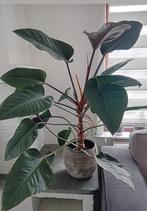 Philodendron İmperial Red, Huis en Inrichting, Kamerplanten, Ophalen