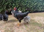 Barnevelder groothoen HAAN - gevaccineerd, Dieren en Toebehoren, Pluimvee, Mannelijk, Kip