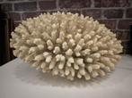 Grand corail blanc 33 cm, Ophalen