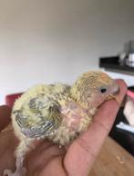 Baby dwergpapegaaien, Geslacht onbekend, Dwergpapegaai of Agapornis, Geringd