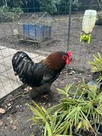 Brahma hanen, Dieren en Toebehoren, Pluimvee