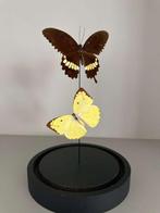 Vlinders onder stolp, Verzamelen, Ophalen