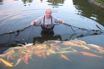 D'avril à septembre, nous capturons de nouveaux poissons cha