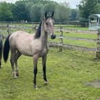 Lipizzaner merrie, Dieren en Toebehoren, Paarden, Merrie, Onbeleerd, Gechipt, 0 tot 2 jaar