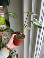 Philodendron Paraiso Verde #1, Enlèvement ou Envoi