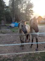 Gratis zorgen voor paarden, Ophalen, Nieuw, Overige onderwerpen