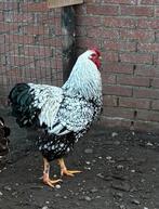 Haan (Wyandotte), Plusieurs animaux, Poule ou poulet