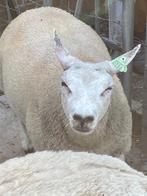ooilammeren, Dieren en Toebehoren, Vrouwelijk, Schaap, 0 tot 2 jaar