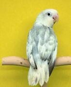 Jeunes inséparables EAM/Apprivoisés, Perroquet nain ou Inséparable, Domestique