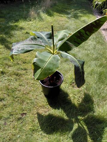 Banaan spotprijs, Enlèvement
