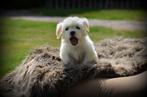Maltezer pups, België, Maltezer, CDV (hondenziekte), 8 tot 15 weken