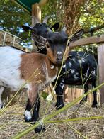 Mini dwerggeit mieke met lammetje (bokje 2maand), Dieren en Toebehoren, Schapen, Geiten en Varkens, Meerdere dieren, Geit, 0 tot 2 jaar