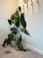 Philodendron Erubescens (2m hoge kamerplant ), Ophalen, 200 cm of meer, Halfschaduw, In pot