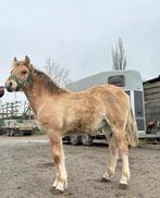 Fjord veulen, Dieren en Toebehoren, Paarden