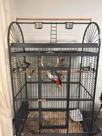 Grijze roodstaart + nieuwe kooi, Dieren en Toebehoren, Ophalen, Zo goed als nieuw, Metaal, Overige typen