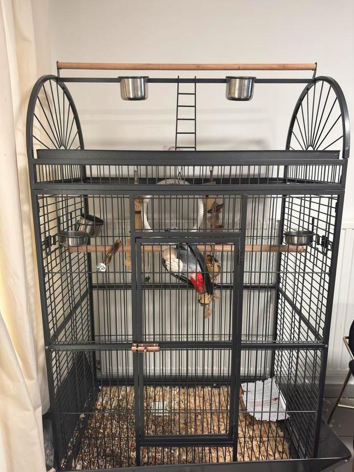 Grijze roodstaart + nieuwe kooi, Animaux & Accessoires, Oiseaux | Cages & Volières, Comme neuf, Autres types, Métal, Enlèvement