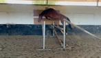 Veelbelovende 3-jarige ruin met topafstamming, Dieren en Toebehoren, Paarden, Ruin, Springpaard, Gechipt