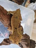 Wimpergekko, Dieren en Toebehoren, Reptielen en Amfibieën, Amfibie, Tam, 3 tot 6 jaar