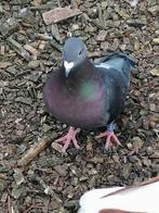 Postduif duivin, Dieren en Toebehoren, Vogels | Duiven, Postduif