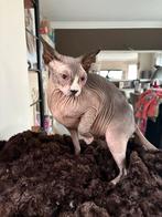 Sphynx zoekt goude mandje, Poes, Gechipt, 0 tot 2 jaar