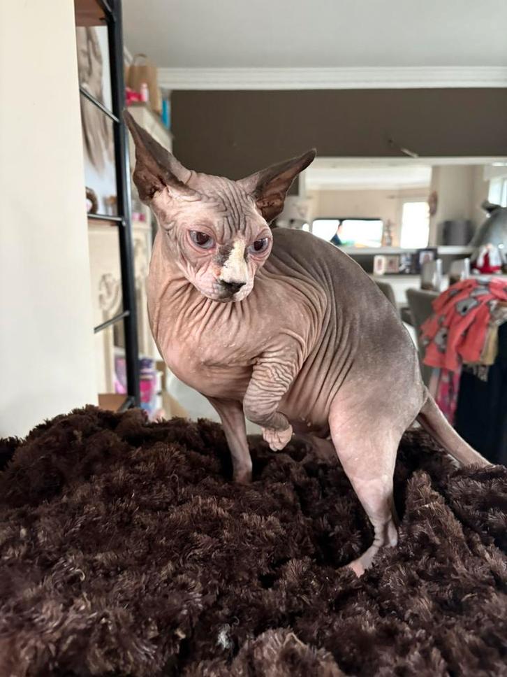 Sphynx zoekt goude mandje, Dieren en Toebehoren, Katten en Kittens | Raskatten | Korthaar, Poes, 0 tot 2 jaar, Gechipt, Ontwormd