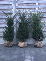 Taxus baccata in verschillende maten en vormen, Ophalen